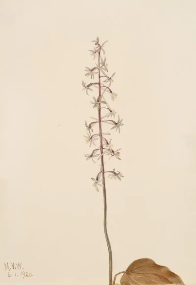 Crane Fly Orchis Tipularia Uniflora