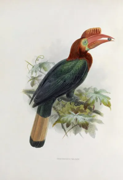 Cranorrhinus Waldeni