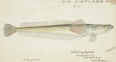 Crapatulus Novaezealandiae Nz Sand Stargazer