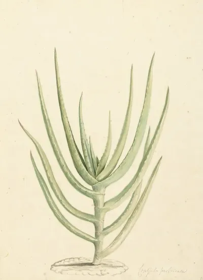 Crassula Perfoliata