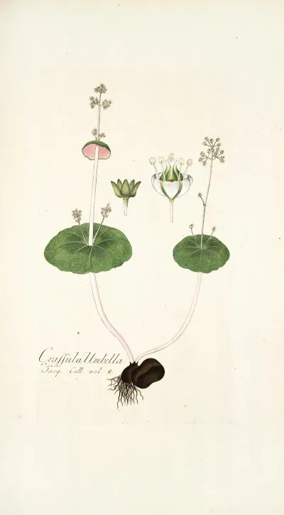 Crassula Umbella