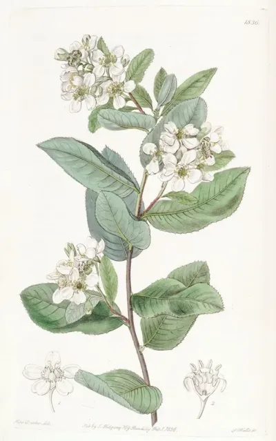 Crataegus Leaved Kageneckia