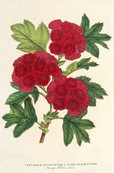 Crataegus Oxyacantha Var Flor Coccin Plenis