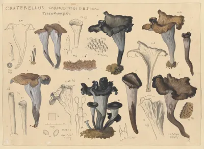 Craterellus Cornucopioides Fr Pers