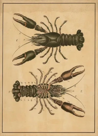 Crayfish 2