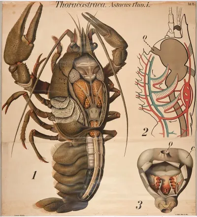 Crayfish 4