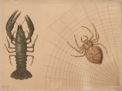 Crayfish And Spider 2