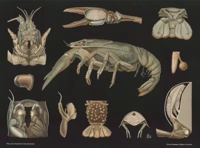 Crayfish Astacus Fluviatilis