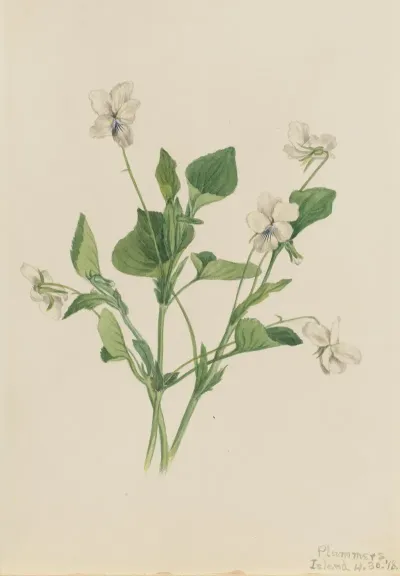 Cream Violet Viola Striata