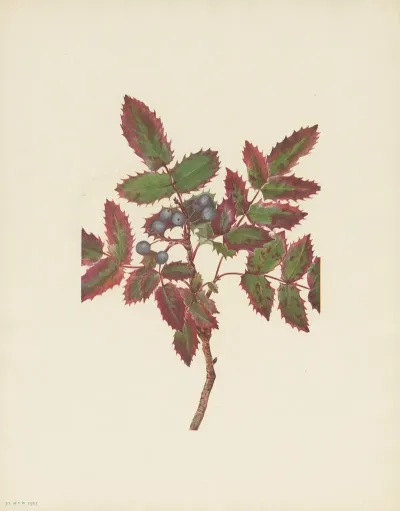 Creeping Hollygrape Berberis Repens 2
