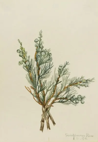 Creeping Juniper Juniperus Horizontalis 2