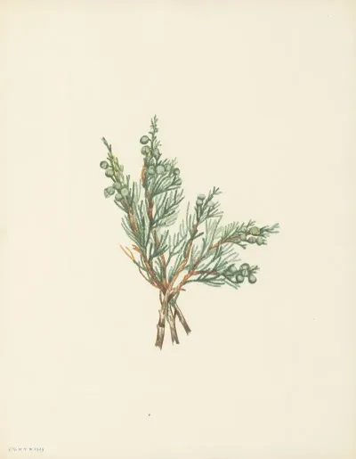 Creeping Juniper Juniperus Horizontalis 3