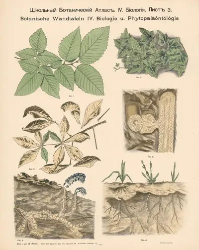 Creeping Plants