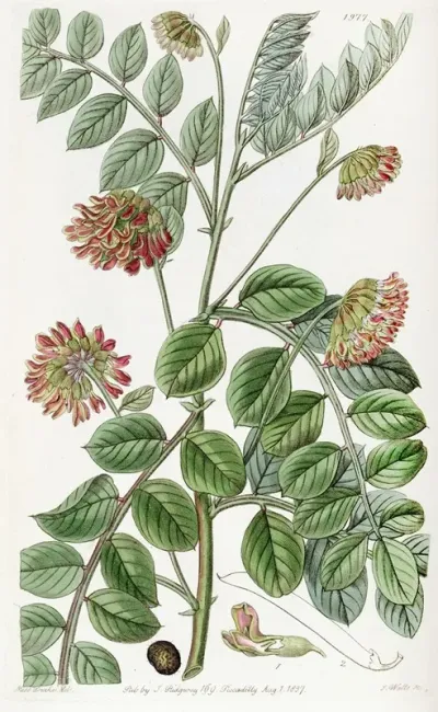 Creeping Rooted Hosackia