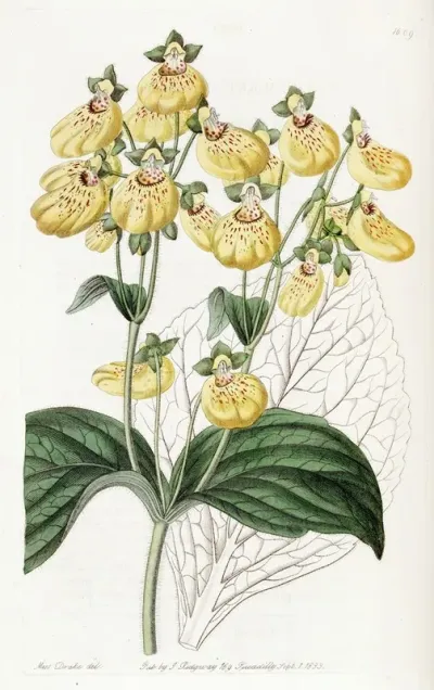 Crenate Flowered Calceolaria