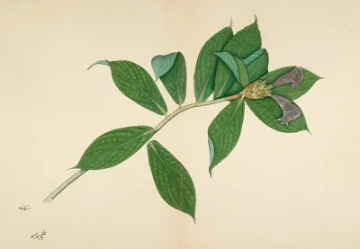 Crepe Ginger Plant