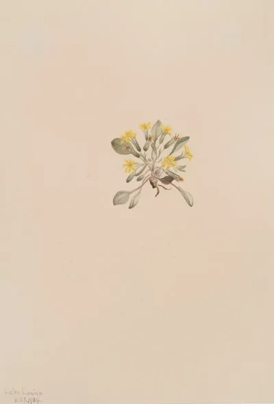 Crepis Elegans