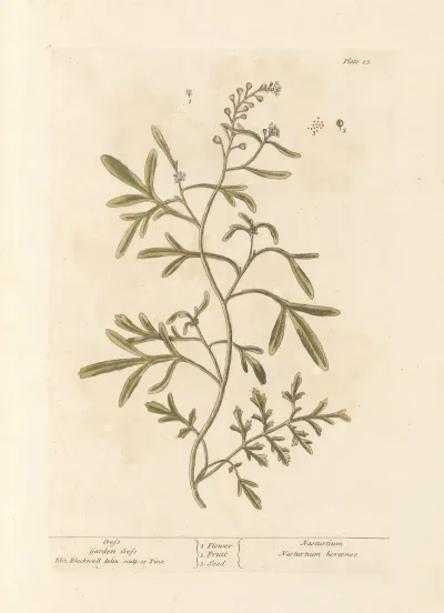 Cress