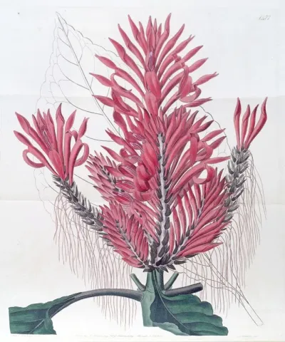 Crested Aphelandria