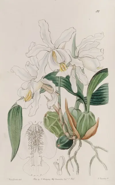 Crested Caelogyne
