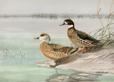 Crested Duck Bronze Winged Duck