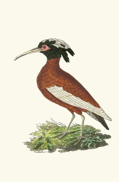 Crested Ibis
