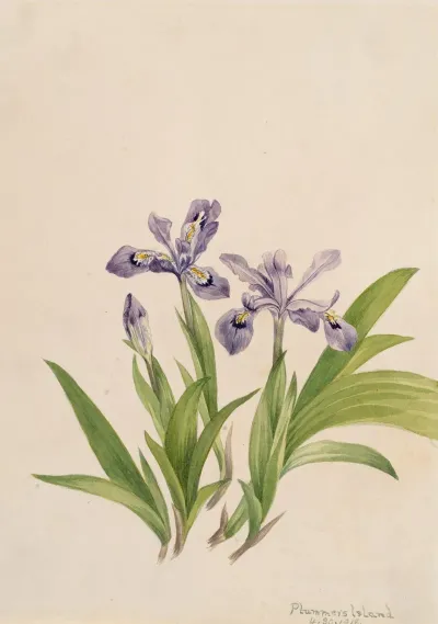 Crested Iris Iris Cristata 2