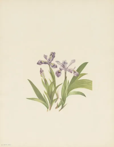 Crested Iris Iris Cristata 3