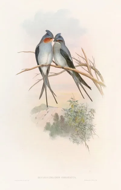 Crested Tree Swift