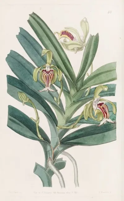 Crested Vanda