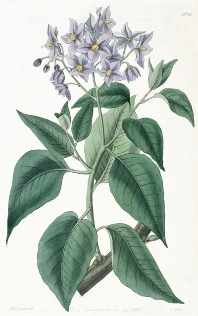 Crimped Leaved Solanum