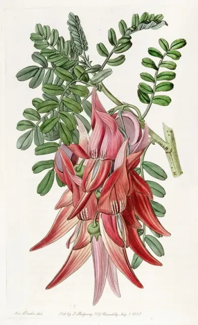Crimson Glory Pea
