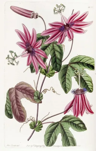 Crimson Passionflower