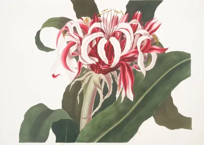 Crinium Augustum Queen Emma 2