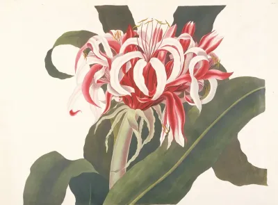 Crinum Augustum Giant Spider Lily Queen Emma Lily
