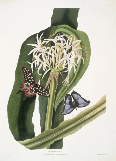 Crinum Pedunculatum River Lily 1 Papilio Antenor 2 Papilio Menelaus Butterflies