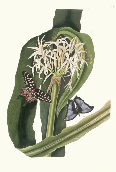 Crinum Pedunculatum River Lily