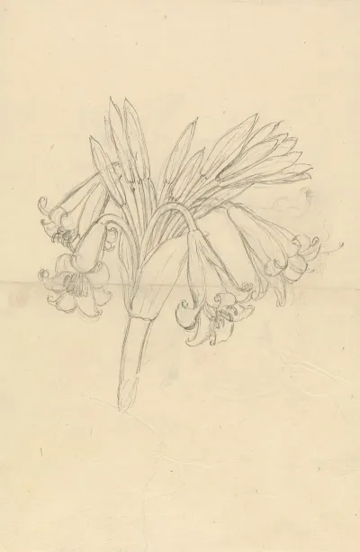 Crinum Schimperi