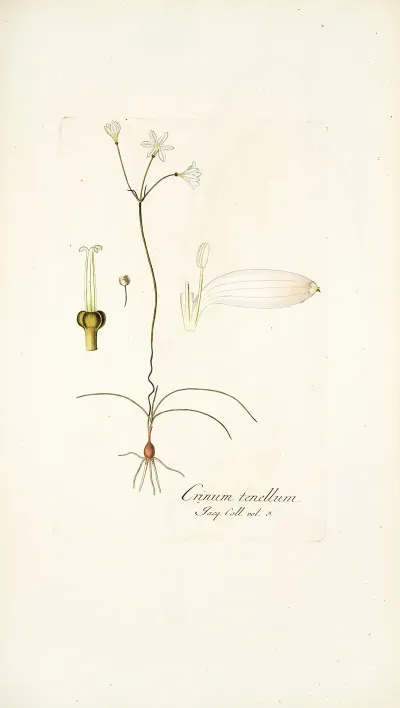 Crinum Tenellum