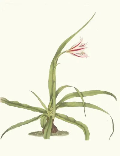 Crinum Yuccaeides