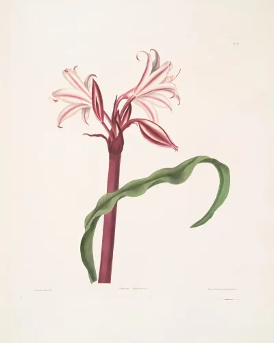 Crinum Zeylanicum Ceylon Swamplily Milk And Wine Lily