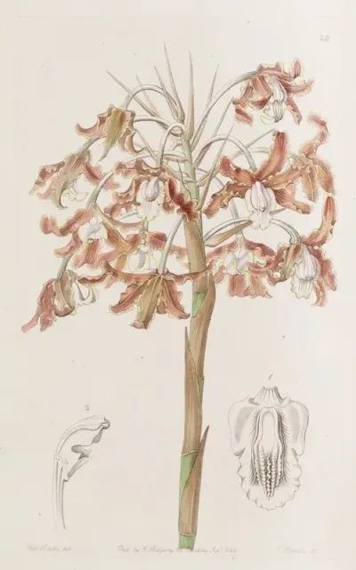 Crisp Flowered Schomburgkia