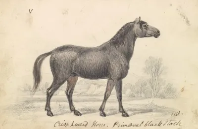 Crisp Haired Horse Primeval Black Stock