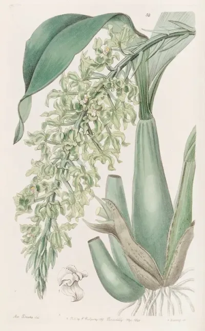 Crisped Sweet Scented Rodriguezia