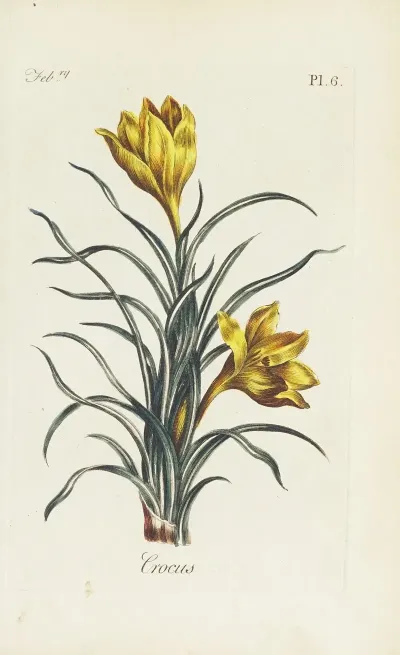 Crocus 2