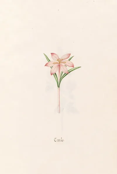 Crocus 3