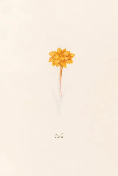 Crocus 5