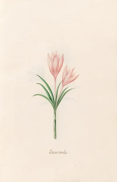 Crocus Vernus 2