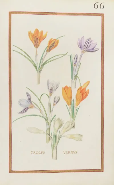 Crocus Vernus 3