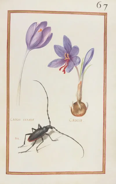 Crocus Vernus Crocus